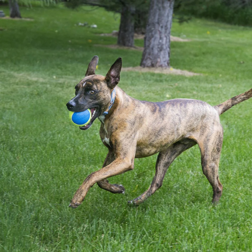 KONG ULTRA SSQUEAKAIR BALLS X 3 - Image 3