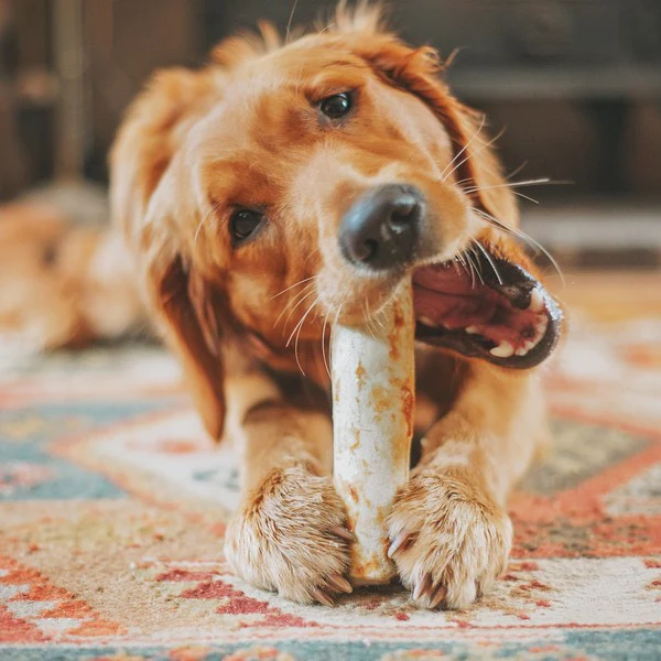 EARTH ANIMAL BEEF NO HIDE CHEW MEDIUM X 1 - Image 3